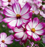 Garden Cosmos Picotee (Cosmos bipinnatus "Picotee") - 300 pcs / 2g seeds