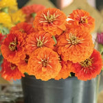 Zinnia elegans soiul "Portocaliu aztec" - 300 buc. / 3 g semințe
