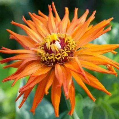 Zinnia elegans soiul "Portocaliu aztec" - 300 buc. / 3 g semințe