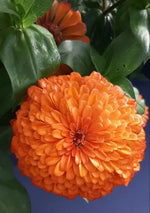 Zinnia elegans soiul "Portocaliu aztec" - 300 buc. / 3 g semințe