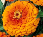 Zinnia elegans soiul "Portocaliu aztec" - 300 buc. / 3 g semințe