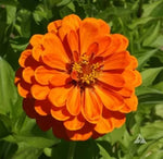 Zinnia elegans soiul "Portocaliu aztec" - 300 buc. / 3 g semințe
