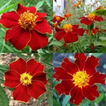 Тагетес Линеус / Турта (Tagetes patula Linnaeus) – 250 бр. (±) / 1 гр семена