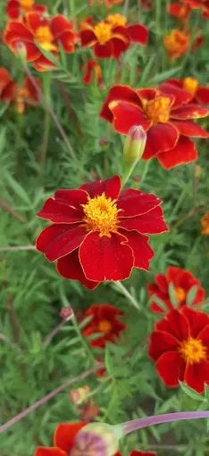 Тагетес Линеус / Турта (Tagetes patula Linnaeus) – 250 бр. (±) / 1 гр семена