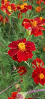 Тагетес Линеус / Турта (Tagetes patula Linnaeus) – 250 бр. (±) / 1 гр семена