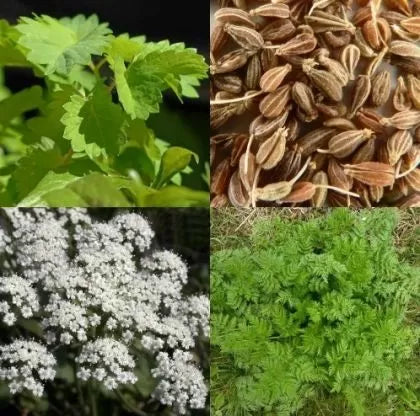 Anason (Pimpinella anisum) - 1000 buc. (±) / 5 g semințe