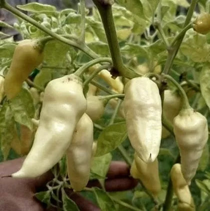 Dong Xuan Market White – 15 semințe