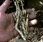 Nalba de baltă (Althaea officinalis) - 1 g semințe