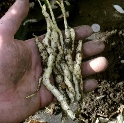 Nalba de baltă (Althaea officinalis) - 1 g semințe