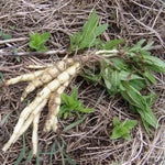 Nalba de baltă (Althaea officinalis) - 1 g semințe