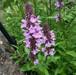 Nalba de baltă (Althaea officinalis) - 1 g semințe