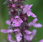 Nalba de baltă (Althaea officinalis) - 1 g semințe