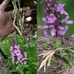 Nalba de baltă (Althaea officinalis) - 1 g semințe