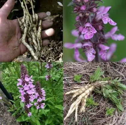 Nalba de baltă (Althaea officinalis) - 1 g semințe