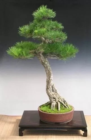 Pin negru japonez (Pinus thunbergii) - 50 buc. (±) / 1,5 g semințe