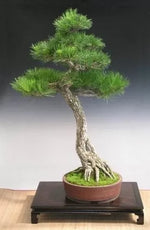 Pin negru japonez (Pinus thunbergii) - 50 buc. (±) / 1,5 g semințe