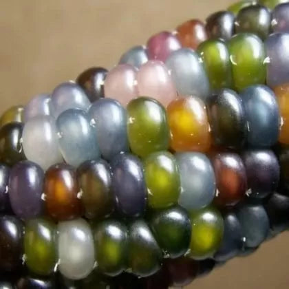 Porumb multicolor (Glass Gem) - 25 buc. semințe