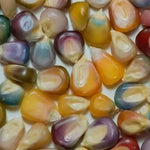 Porumb multicolor (Glass Gem) - 25 buc. semințe