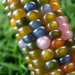 Porumb multicolor (Glass Gem) - 25 buc. semințe