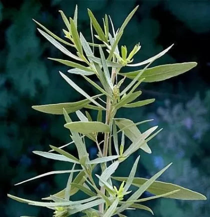 Taros / tarhon (Artemisia dracunculoides) - 2500 buc. (±) / 0.5 g semințe