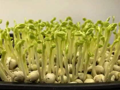 Pea Tendril Seeds 700g