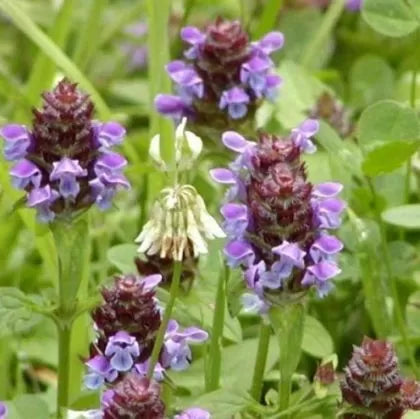 Prunella vulgaris (Prunella vulgaris) - 100 buc. (±) / 0.2 g semințe