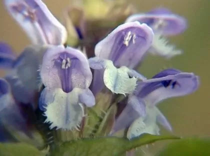 Prunella vulgaris (Prunella vulgaris) - 100 buc. (±) / 0.2 g semințe
