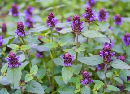 Пришница (Prunella vulgaris) - 100 бр. (±) / 0.2 гр семена