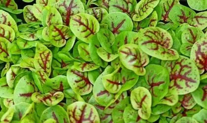 Semințe de măcriș roșu (Red Veined Sorrel) 5 g