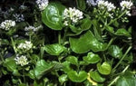 Cochlearia (Cochlearia officinalis) - 1 g seeds