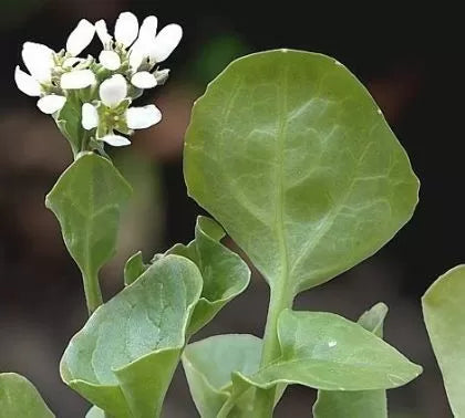 Кохлеария (Cochlearia officinalis) - 1 гр. семена