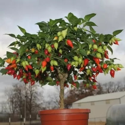 Button Red Seeds, 15 Seeds