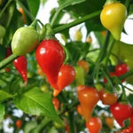 Button Red Seeds, 15 Seeds