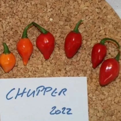 Chupper - 15 buc. semințe