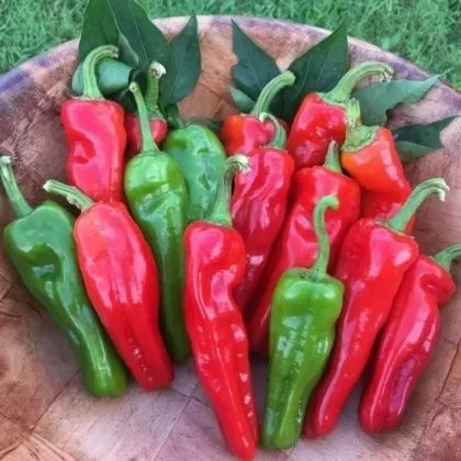 Peperone Friariello (Peperone Friariello) - 90 buc. semințe