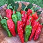 Peperone Friariello - 90 pcs seeds