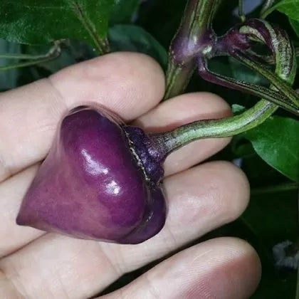 Purple UFO - 15 buc. semințe