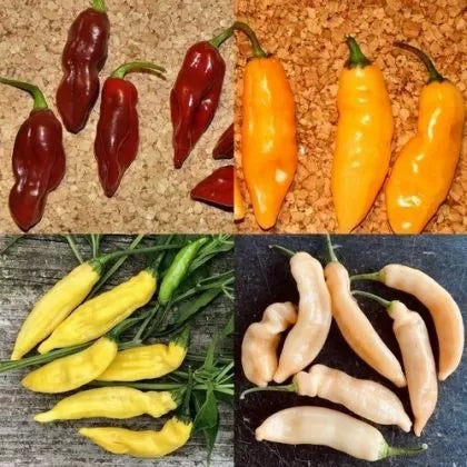 Lămâie mix colorat (Limon Colormix) - 25 buc. semințe