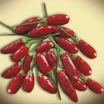 Little Devil Calabrese / Diavolicchio Calabrese - 25 pcs seeds