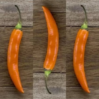 Nepali Orange - 15 buc. semințe
