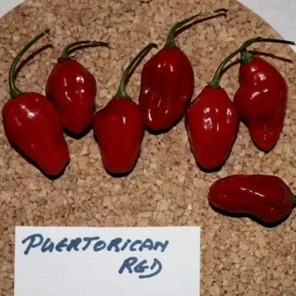 Puertorican Red - 15 buc. semințe