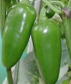 Jalapeno Early Pepper Seeds - 25 pcs