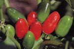 Рауит / Табаско (Rawit / Tabasco) - 25 бр. семена