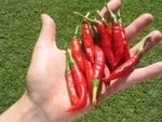 Рауит / Табаско (Rawit / Tabasco) - 25 бр. семена