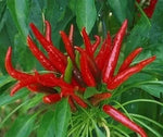 Poinsettia Dark - 15 semințe