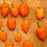 Ardei Habanero Orange – 15 semințe