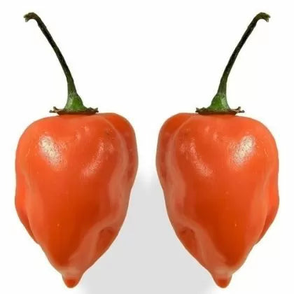 Ardei Habanero Orange – 15 semințe