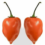 Ardei Habanero Orange – 15 semințe