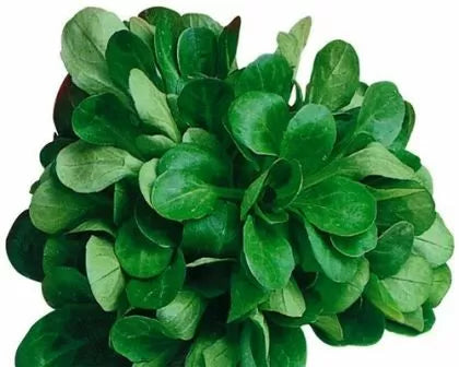 Valeriană Verte de Cambrai / salată mielului (Valerianella locusta) - 25 g semințe