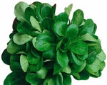 Verte de Cambrai Corn Salad (Valerianella locusta) Seeds - 25 g